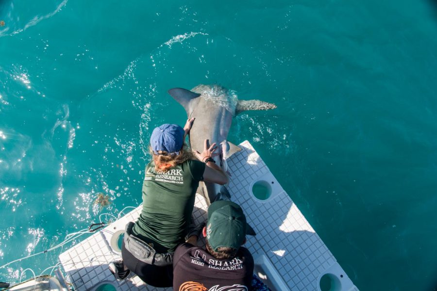 University of Miami shark research team pulling a shark on a platform. 