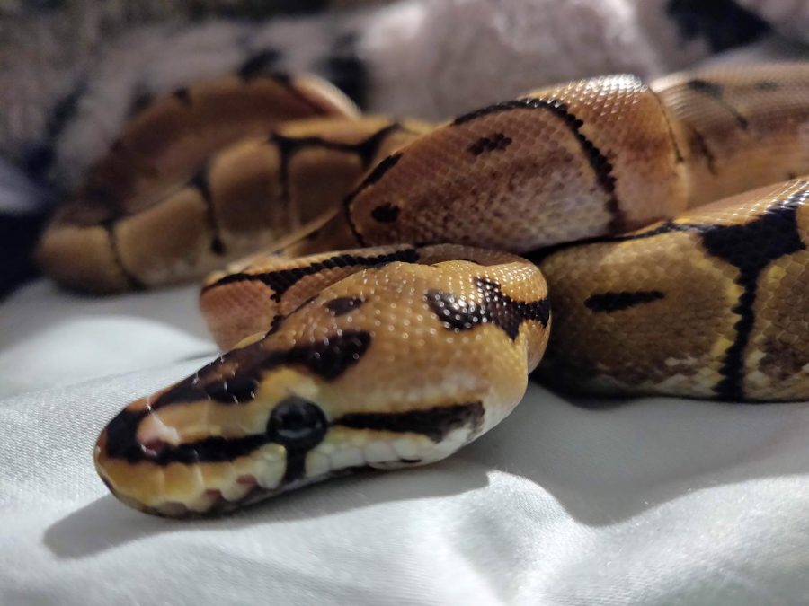 Gabriella Ortizs snake Jötunheimr. Hes a 5 month old ball python.