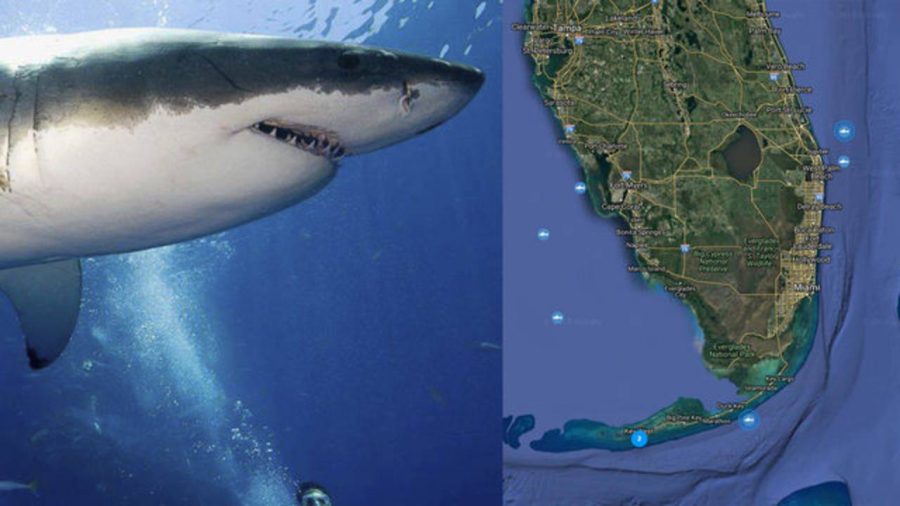 3 Great Whites Roaming the Florida Waters
