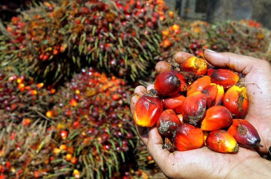 Palm oil fruit, whos production is creating major deforestation and leading the orangutan species into extinction.   