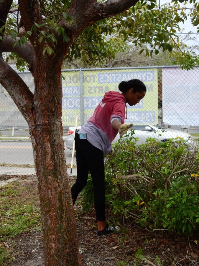 Jillian Brown, sophomore, cleans the bushes on Beautification Day. South Broward takes a Saturday where the students clean up and paint the school inside and out.