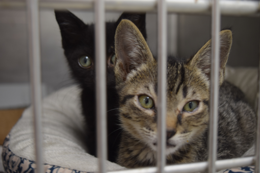Two kittens with severe eye infections wait to be taken for treatment