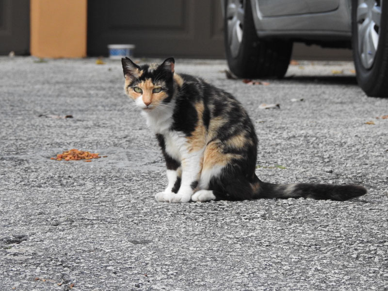 Stray Cat sits near food left out in drive way