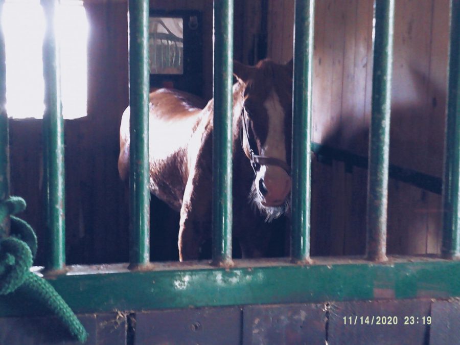 Charlie stands face forward to the stall doors to watch riders in the barn while easing weight off his bad right knee.