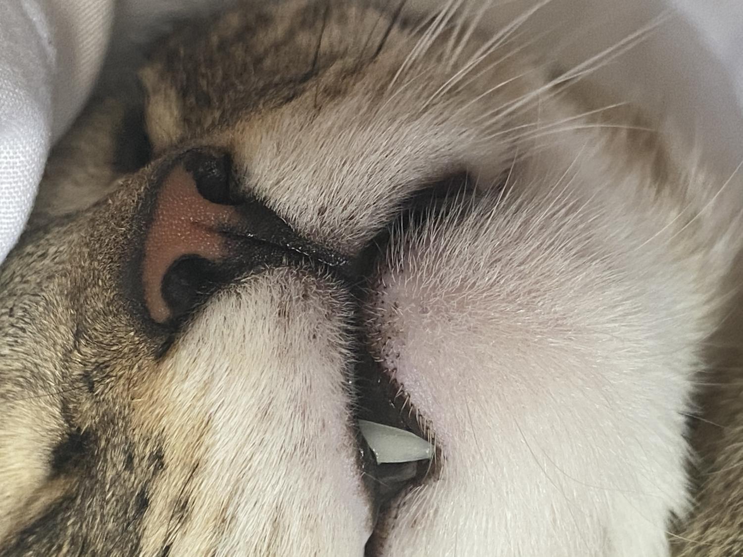 Feline Emotional Needs preview