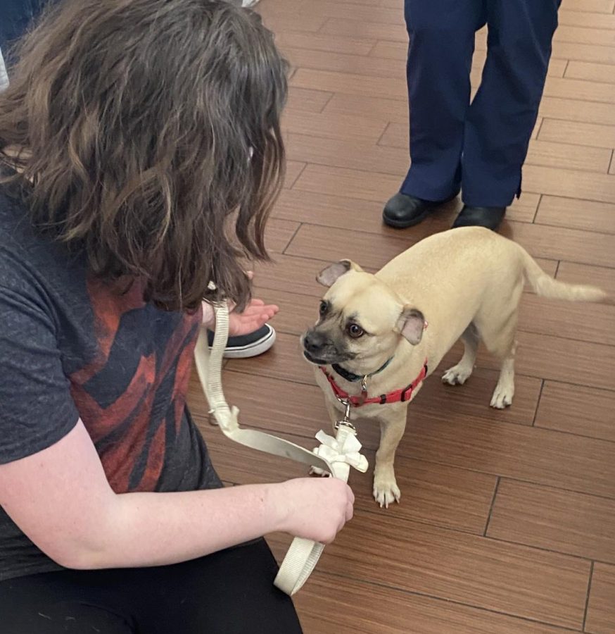 Amy, adopting the dog, surprises Olivia with her new companion. She is overwhelmed with joy. The dog was a little timid at first, but as Olivia gave him some treats from the shop, he began warming up to her and soon became very comfortable and began playing. 

