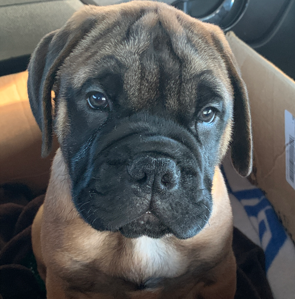 SBHS Principal Mrs. Browns new dog Deebo as a puppy