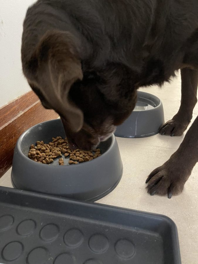 Noel (Chocolate Lab) eats her second meal of the day in the kitchen. Noel gets fed 3 times a day, this was the afternoon feeding