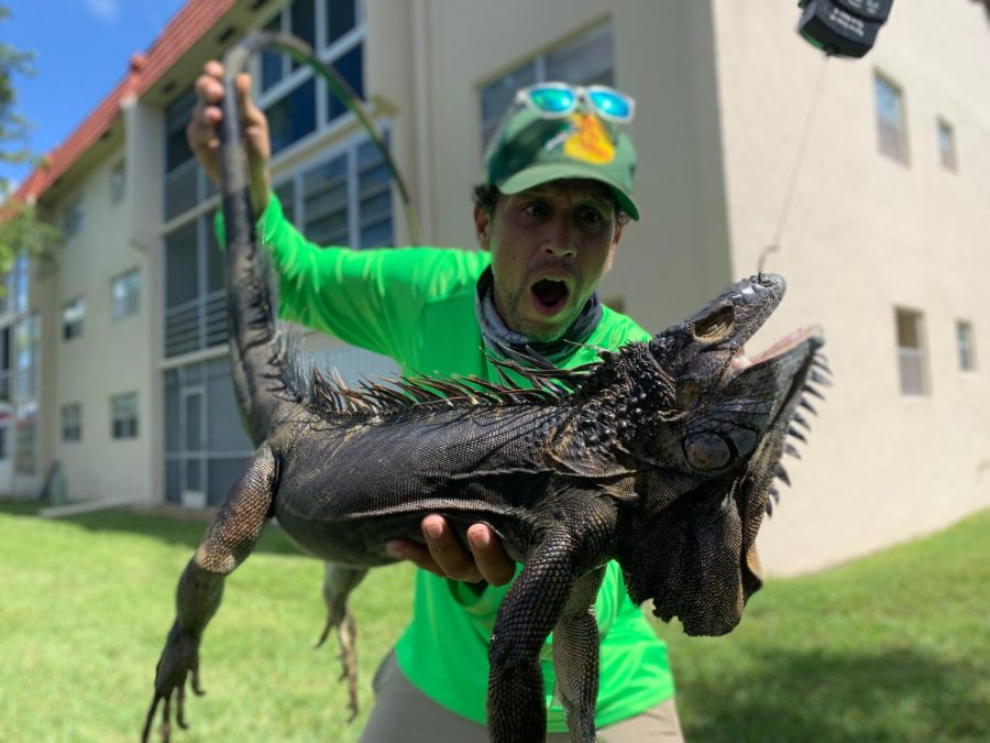 Harold Rondan, who makes his living from capturing one of Floridas most invasive species, poses with his catch of the day, a common green iguana.