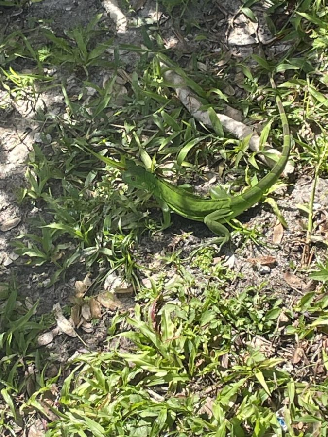SBHS Iguana takes cover underneath the brush as students pass by