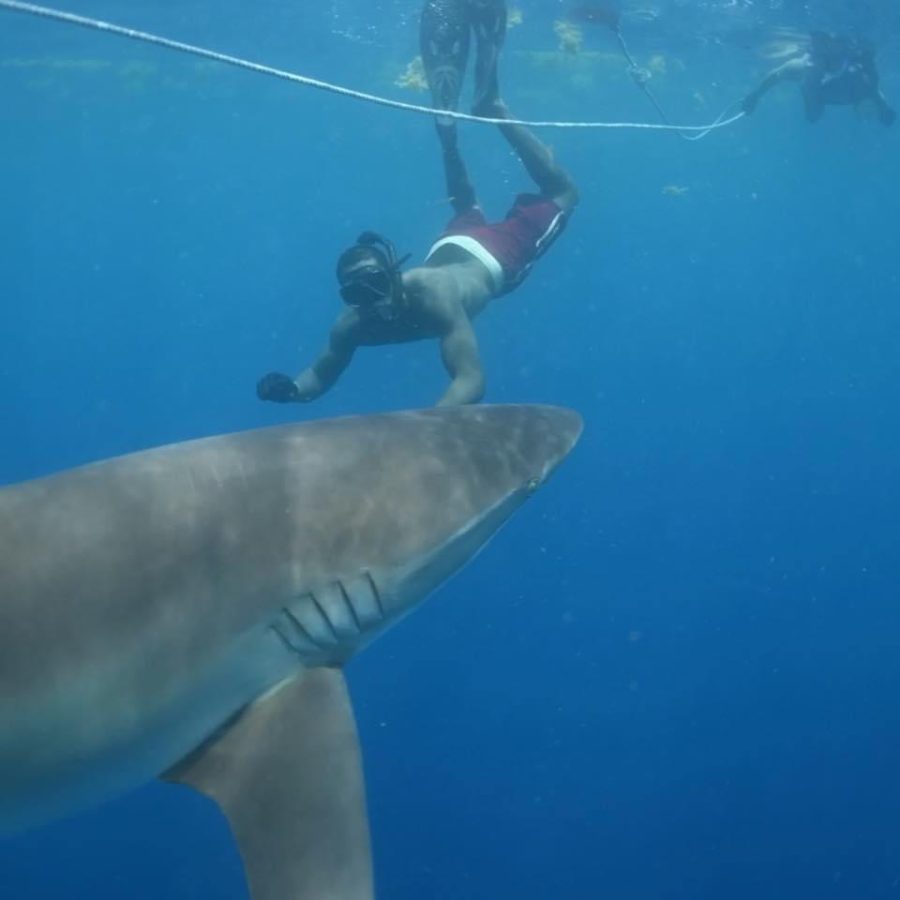SBHS teacher Daniel Golightly genteelly pats a bull shark on its head