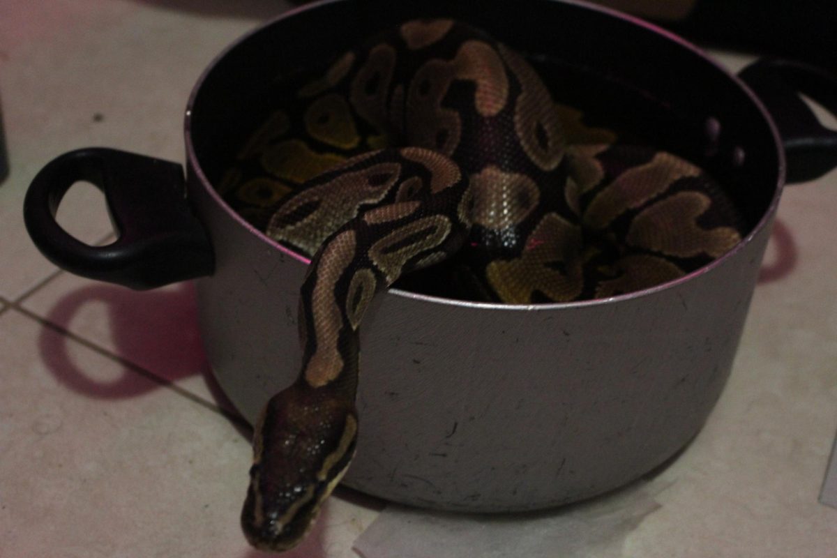 Ball Python gets treatment for scale rot by getting soaked in a warm water medicine bath mixed with Iodine.