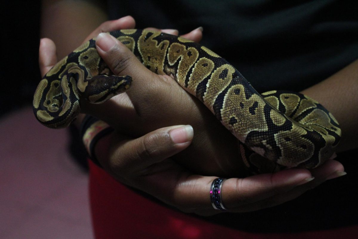 Snake Breeder Onya Golightly holds her Ball Python also known as Osceola
